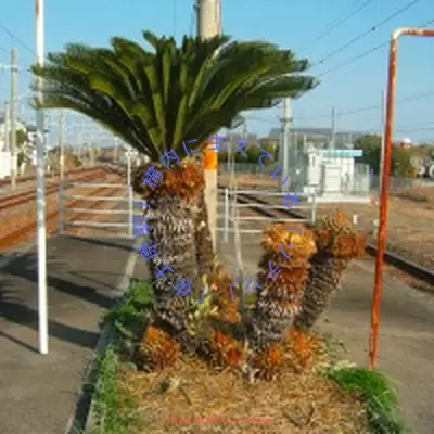 2005年12月、「延岡」方面行き電車を待つ間、「日豊本線」上りの「延岡・佐伯」方面「2・3」番線ホームの(延岡駅方面側の)端に生えている「ソテツ」(と思われる植物)を撮影しました